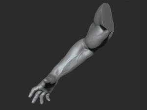 10 mens muscular arms 3D Model
