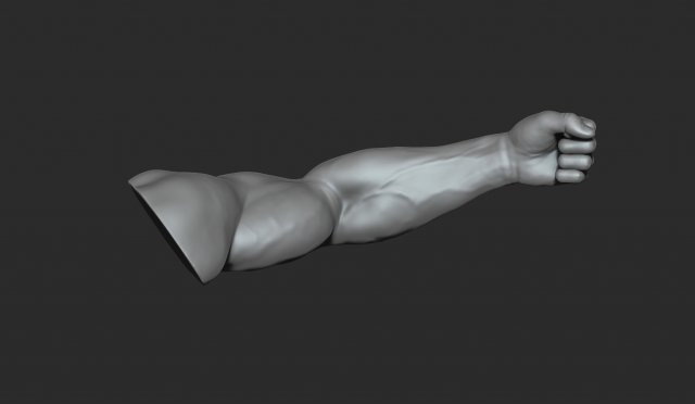 10 mens muscular arms 3D Model in Anatomy 3DExport