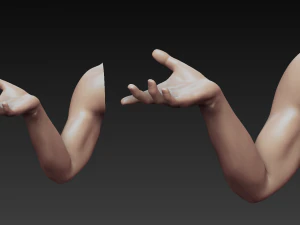 12 male arms 3D Model
