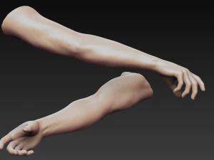 12 male arms 3D Model