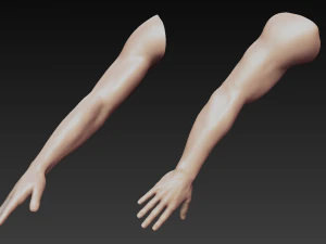 12 male arms 3D Model