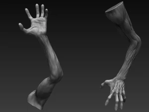 12 zombie arms 3D Model