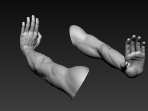 16 male arms 3D Model