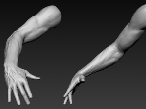 16 male arms 3D Model