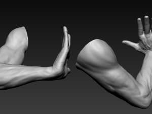 16 male arms 3D Model