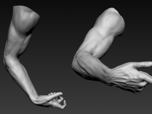 16 male arms 3D Model