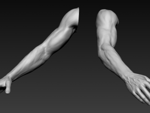 16 male arms 3D Model