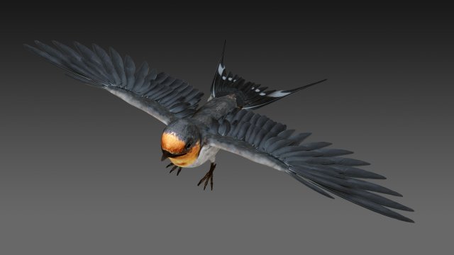 barn swallow 3D Модель .c4d .max .obj .3ds .fbx .stl .blend 