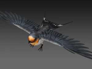 hirondelle rustique Modèle 3D