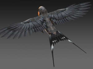 barn swallow 3D Модель