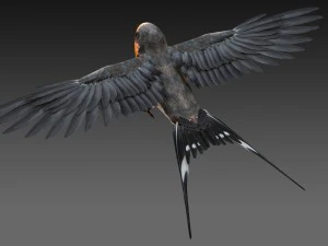 barn swallow 3D Model