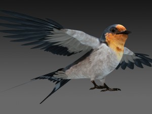 barn swallow 3D Модель
