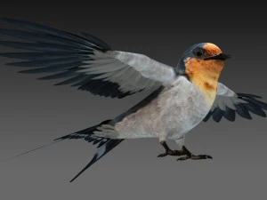 barn swallow 3D Model