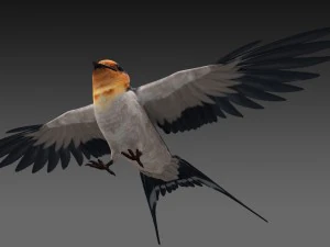 jask&oacute;łka stodołowa Model 3D