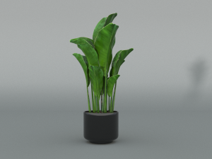 banana tree Modelo 3D