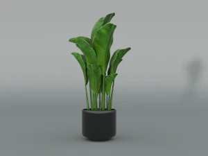 banana tree 3D Model
