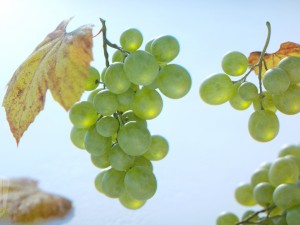 grapes single fruit bunches and model kit Modelo 3D