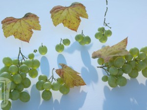 grapes single fruit bunches and model kit 3D Model