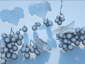 grapes single fruit bunches and model kit 3D Model