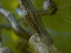 grapes single fruit bunches and model kit 3D Model