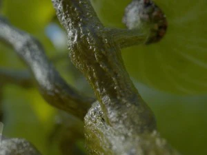 bol de fruits raisins feuilles pommes couper damast Modèle 3D