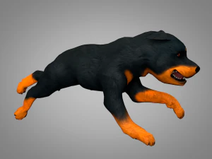 dog rottweiler 3D Model