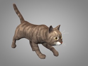 cat or kitty 3D मॉडल