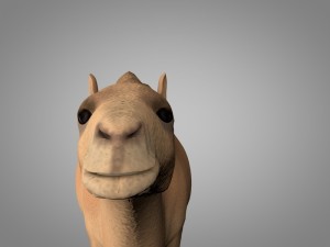 camel 3D Model