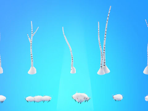 Low Poly Seasonal Forest Biome 3D Model