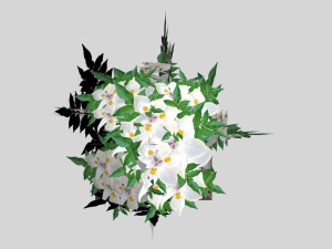 flowers low-poly for games 3D Модель