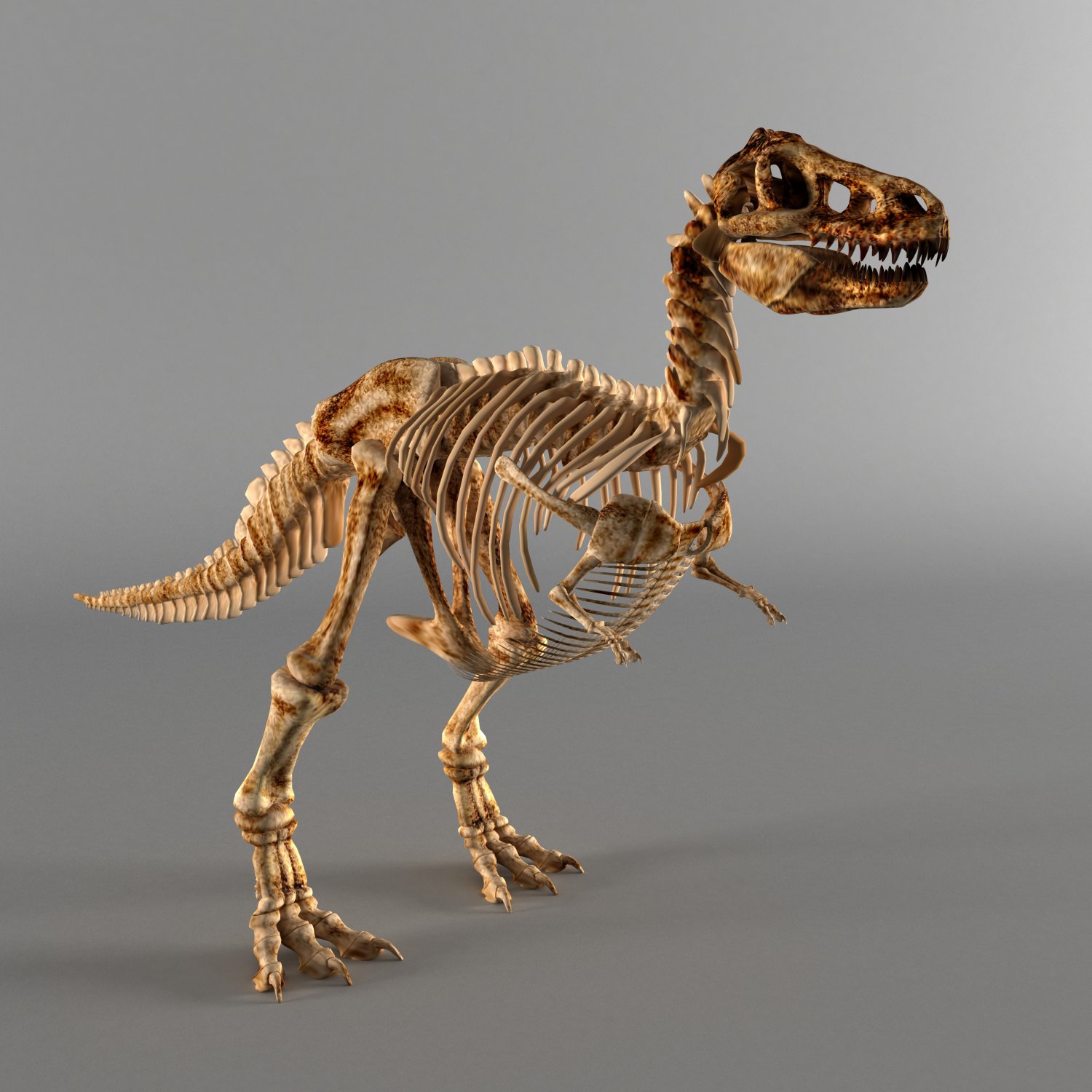 Dinosaur A Skeleton 3d Model In Dinosaur 3dexport