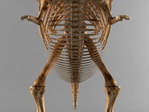 dinosaur a skeleton 3D मॉडल