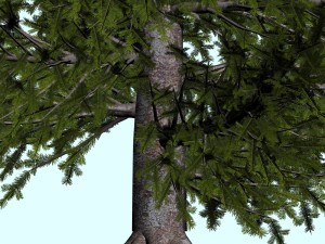 trees 3D Модель