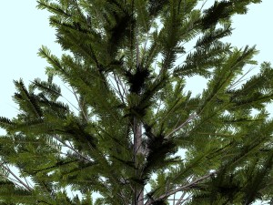 trees 3D Модель