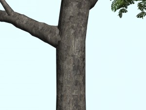 trees Modèle 3D