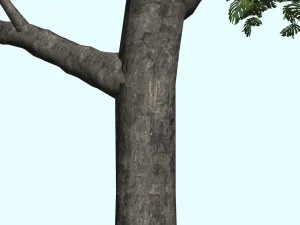 trees 3D Model