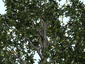 trees Modèle 3D