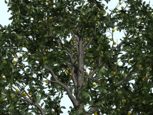 trees 3D Model