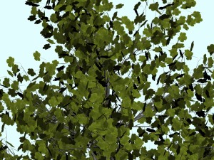trees Modèle 3D