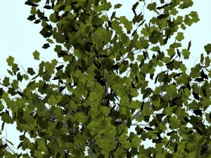 trees 3D Model