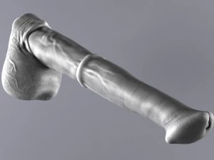rimasterizzazione del pene di cavallo Modello 3D