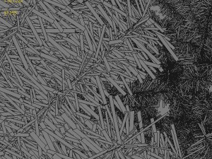 christmas trees 3D Модель