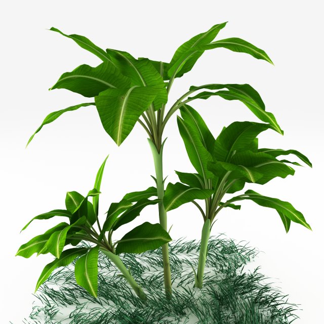 exotic plants 3D Model .c4d .max .obj .3ds .fbx .stl .blend 