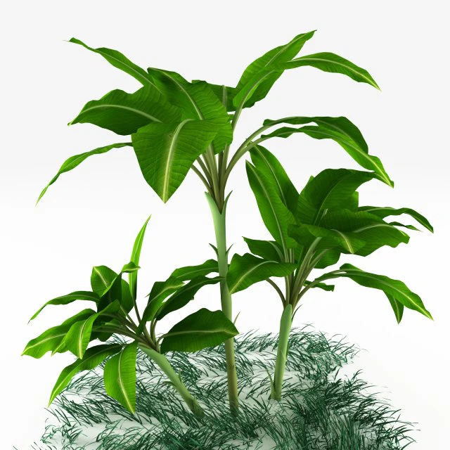 exotische planten 3D Model .c4d .max .obj .3ds .fbx .stl .blend 