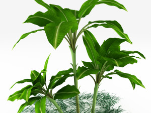 exotic plants 3D Model