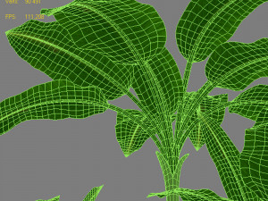 exotic plants 3D Model