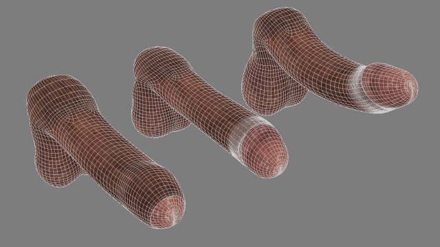 Penis 3d Model In Anatomy 3dexport 8367