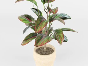 pipal 3D Model