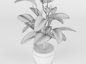 pipal Modello 3D