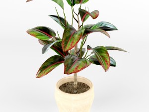 pipal Modello 3D